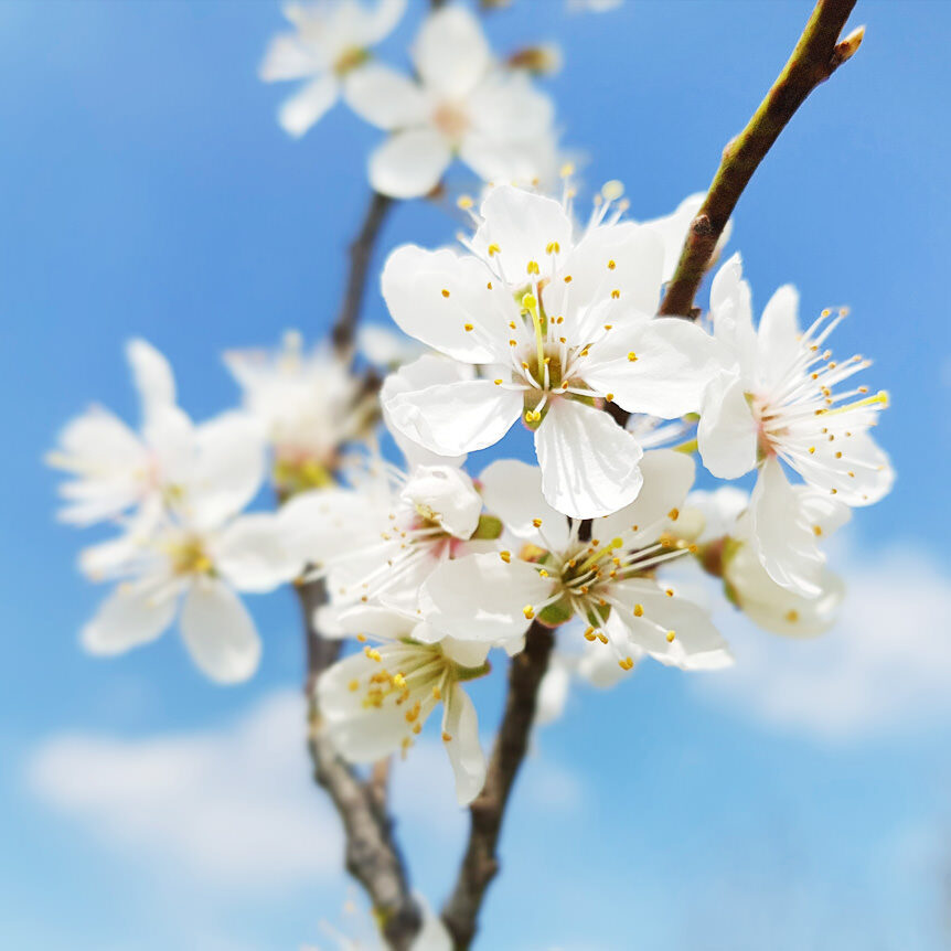 Cherry Plum, Bachblüte Nr. 6, hilft gelassener zu werden und das Richtige zu tun